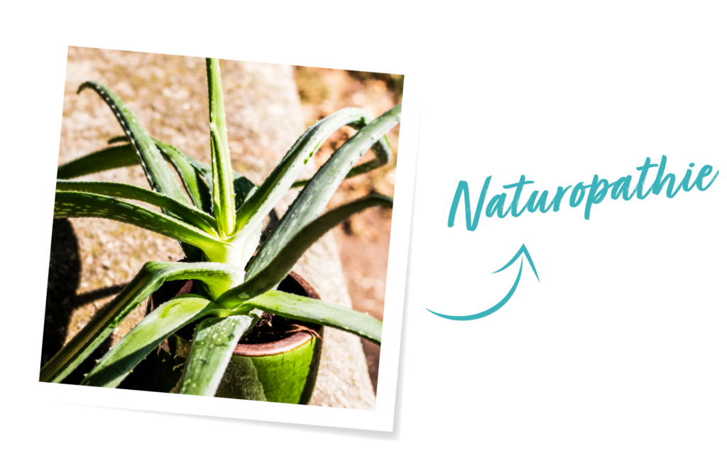 La naturopathie se pratique avec de multiples alliés naturels dont les plantes telles que l'aloe vera...